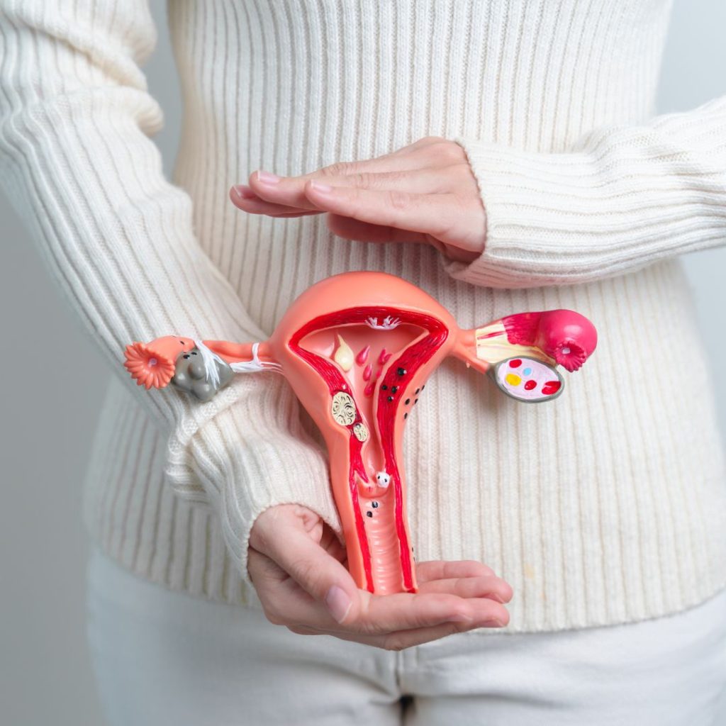 uterus 